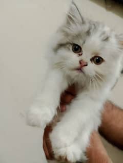 Persian kittens pair for sell age 2 months