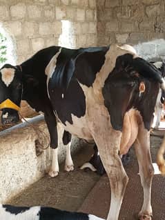 FH FREEZEN COW FOR SALE