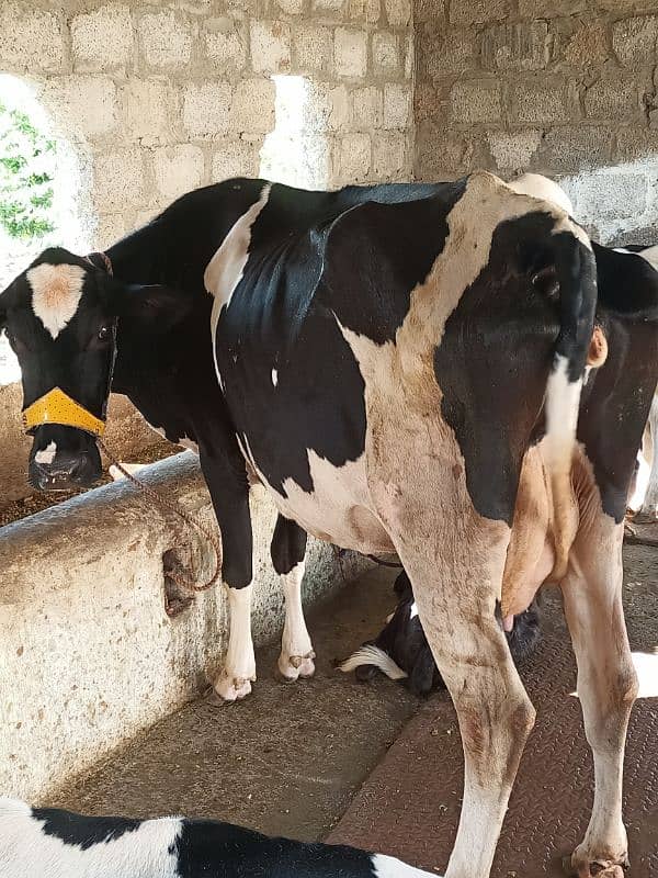 FH FREEZEN COW FOR SALE 1