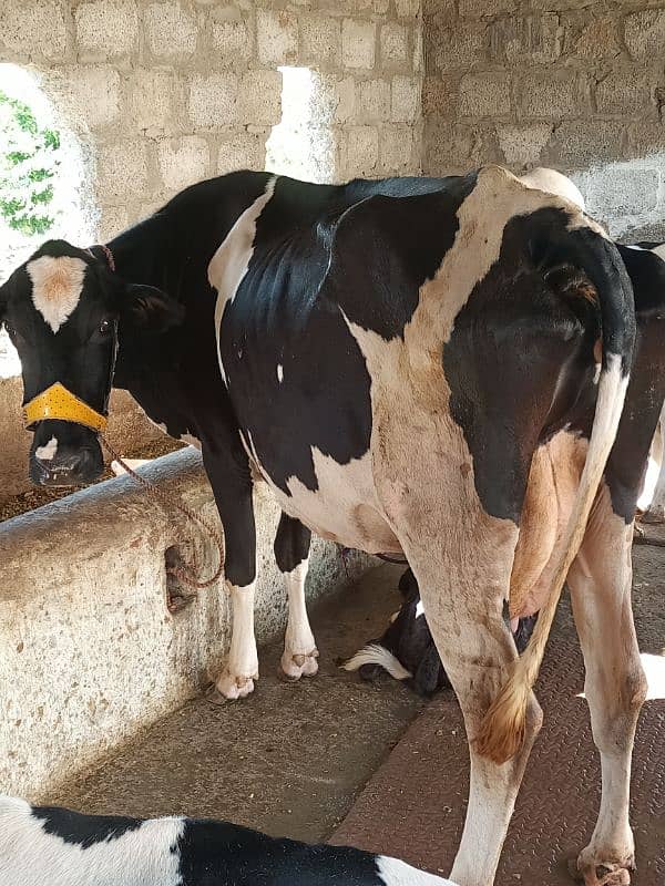 FH FREEZEN COW FOR SALE 2