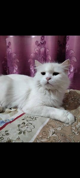 Persian breeder female cat 5