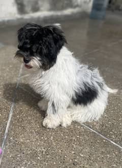 Shihtzu puppy white and black