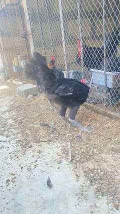 australorp