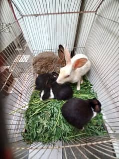 Rabbit Baby & Adult Female Rabbit For Sale In Lahore