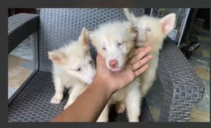 saiberian Huskey puppies|champion breed for sale 0