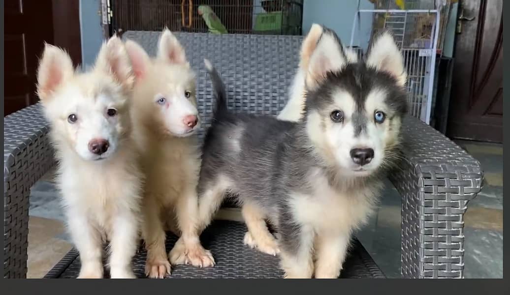 saiberian Huskey puppies|champion breed for sale 1