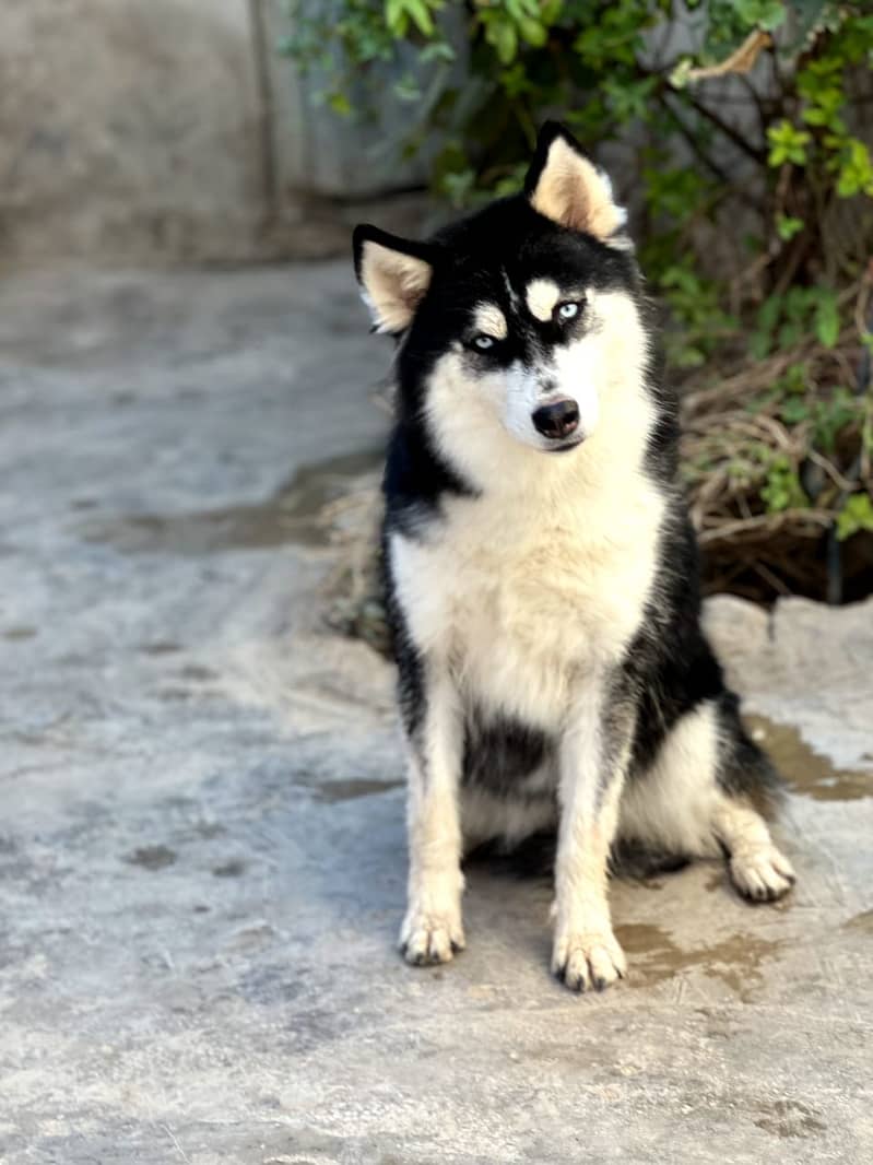 SEBRIAN HUSKY FEMALE PUPPY | Puppy | Dog | Wolly coat Puppy 1