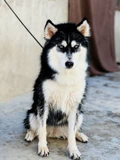 SEBRIAN HUSKY FEMALE PUPPY | Puppy | Dog | Wolly coat Puppy