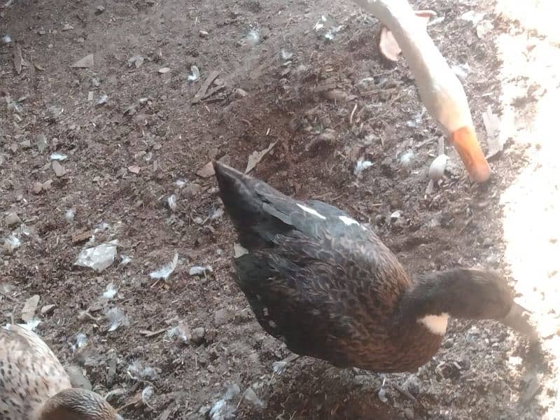 ducks for sale 2