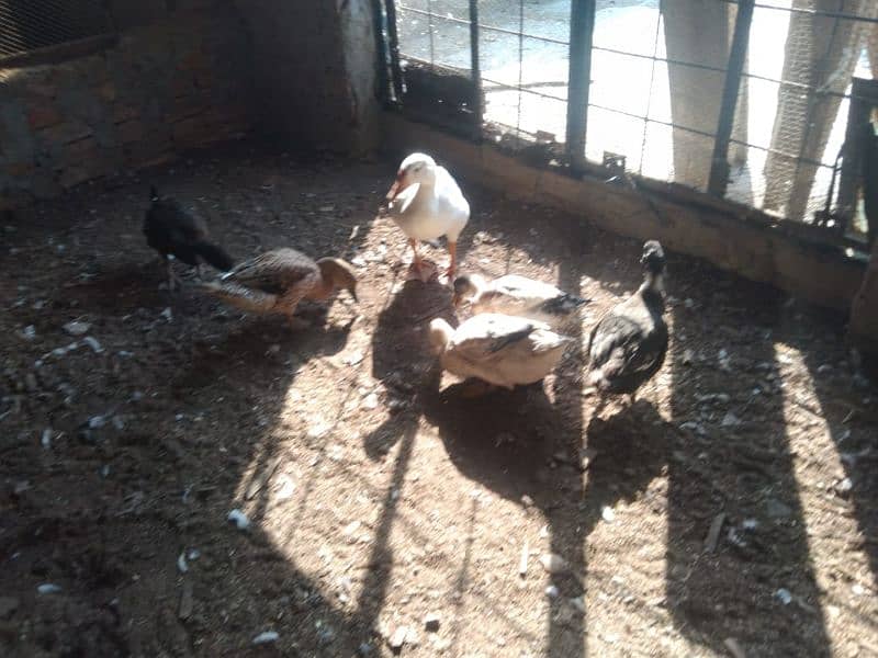 ducks for sale 6