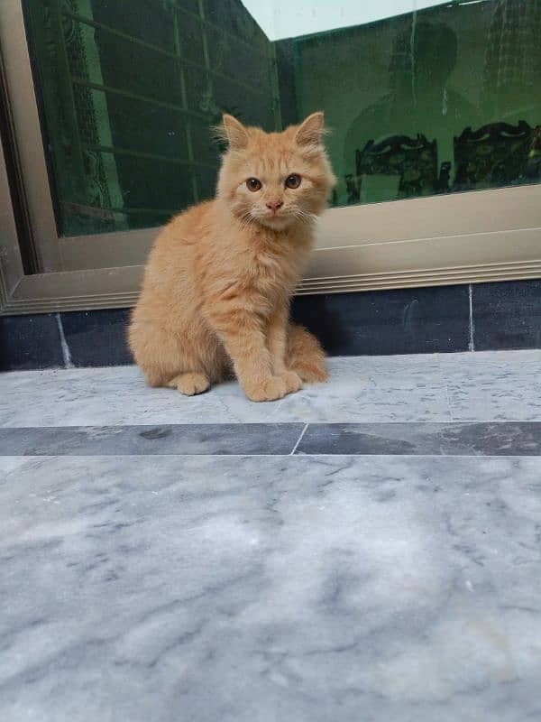 Persian Brown Kitten [Discounted Price] WP(03286046342) 1