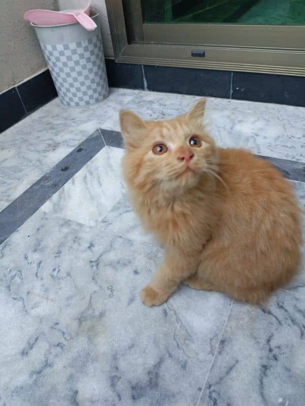 Persian Brown Kitten [Discounted Price] WP(03286046342) 2