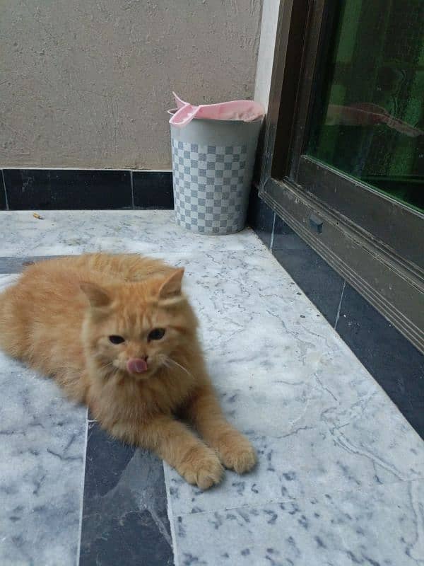 Persian Brown Kitten [Discounted Price] WP(03286046342) 3