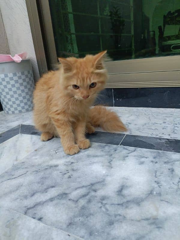 Persian Brown Kitten [Discounted Price] WP(03286046342) 9