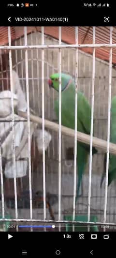 ringneck parrot