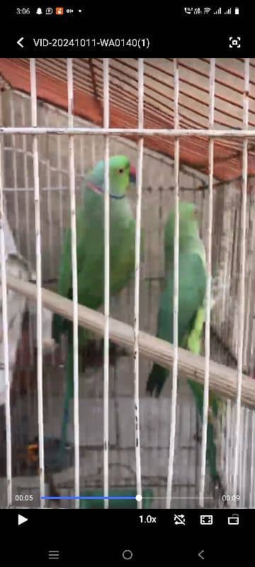 ringneck parrot 1