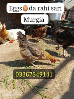 Desi Ando wali murgia for sale Healthy and active hai mashallah sa