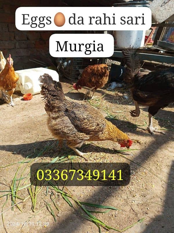 Desi Hens for sale Healthy and active hai mashallah sa 0