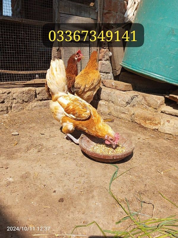 Desi Hens for sale Healthy and active hai mashallah sa 1