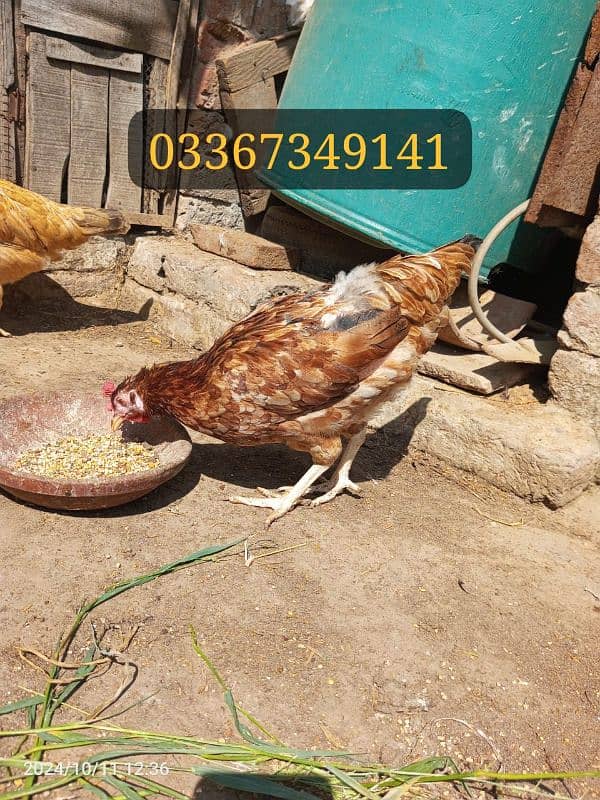 Desi Hens for sale Healthy and active hai mashallah sa 2