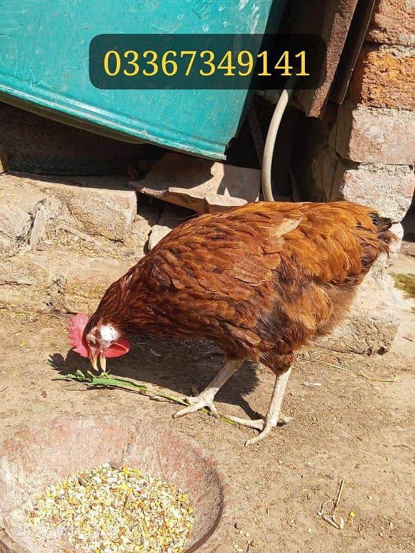 Desi Hens for sale Healthy and active hai mashallah sa 3