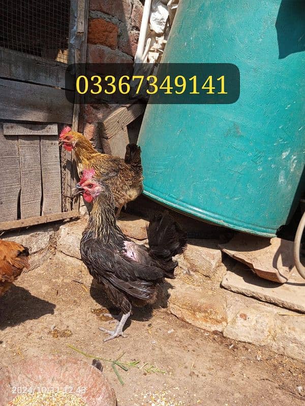 Desi Hens for sale Healthy and active hai mashallah sa 4