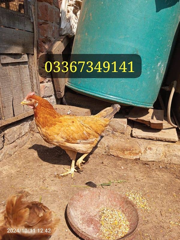 Desi Hens for sale Healthy and active hai mashallah sa 6