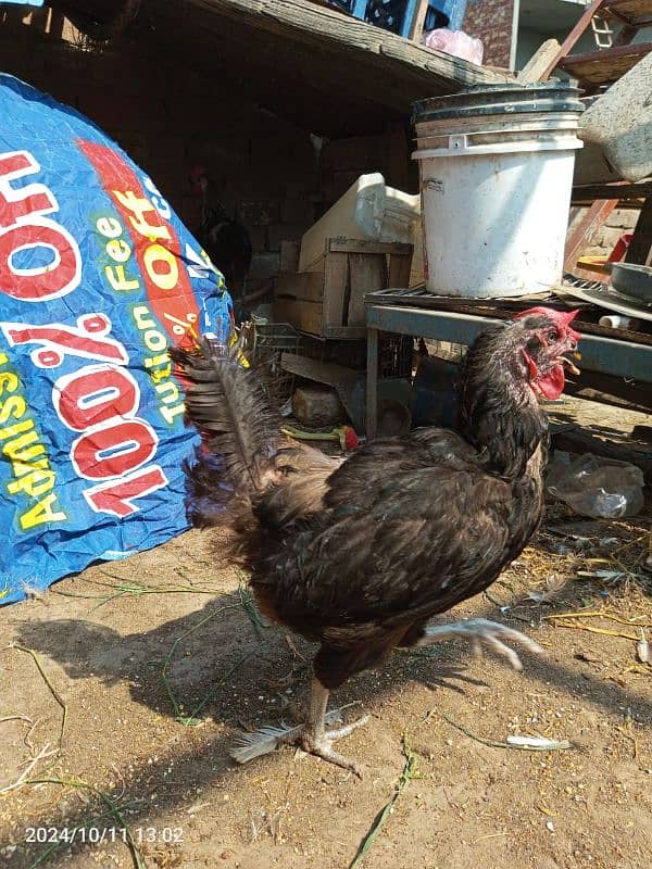 Desi Hens for sale Healthy and active hai mashallah sa 8