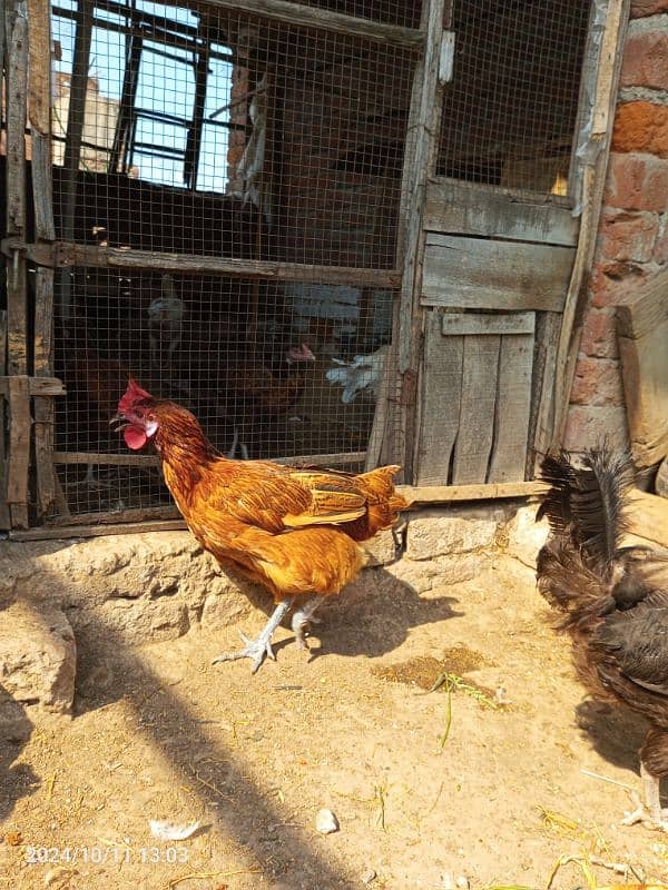 Desi Hens for sale Healthy and active hai mashallah sa 9