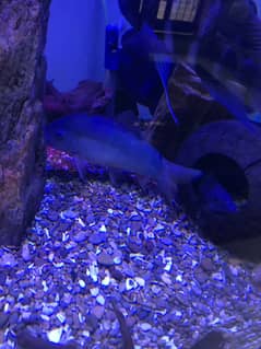 Blue Loach