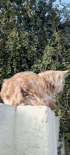 Persian kitten ginger brown  color