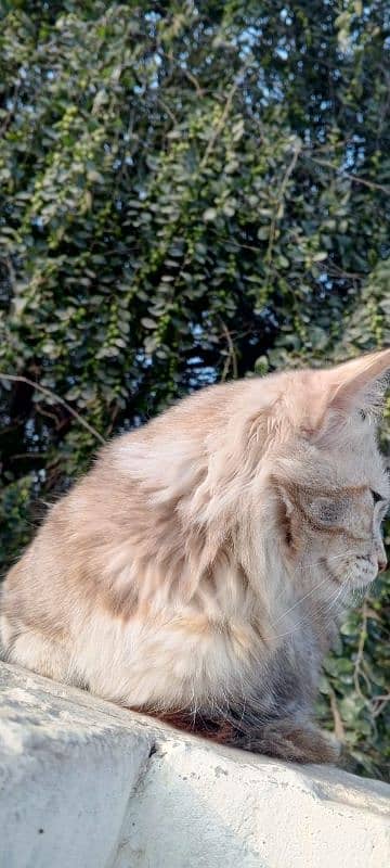 Persian kitten ginger brown  color 2