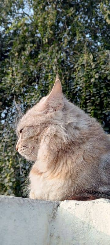 Persian kitten ginger brown  color 4