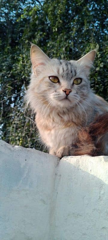 Persian kitten ginger brown  color 6