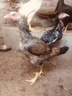 Aseel mix breed 5 hens 1 cock