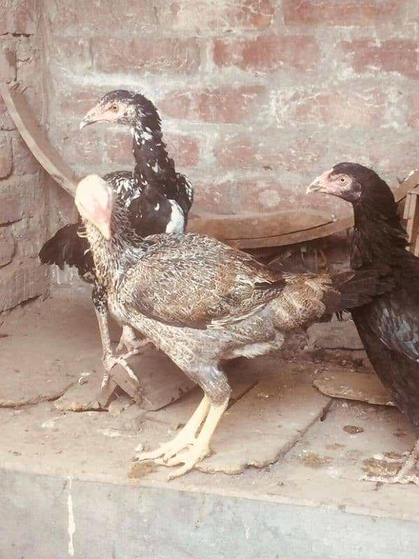 Aseel mix breed 5 hens 1 cock 3