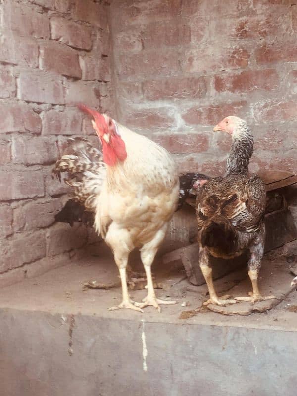 Aseel mix breed 5 hens 1 cock 4