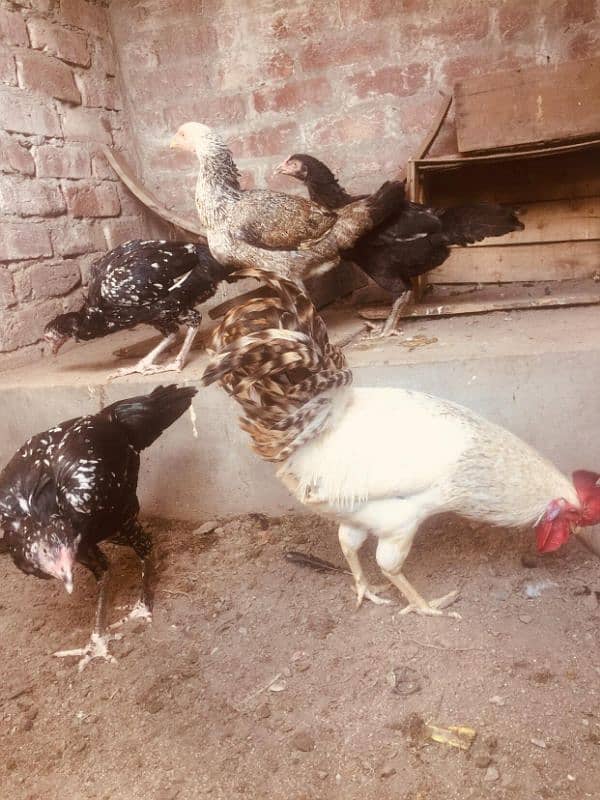 Aseel mix breed 5 hens 1 cock 5