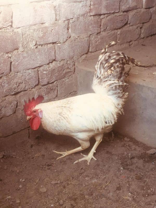 Aseel mix breed 5 hens 1 cock 7