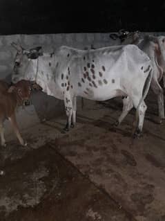 desi cow for sale