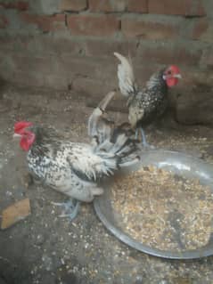 two silver sebright male for sale 3000