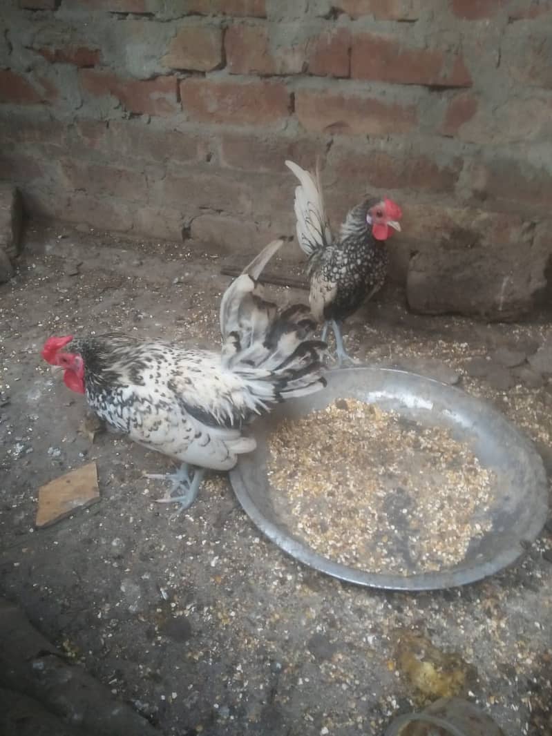 two silver sebright male for sale 3000 1