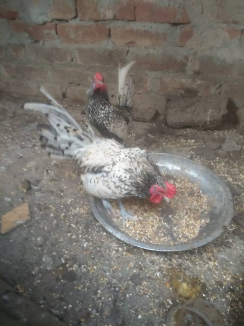 two silver sebright male for sale 3000 2