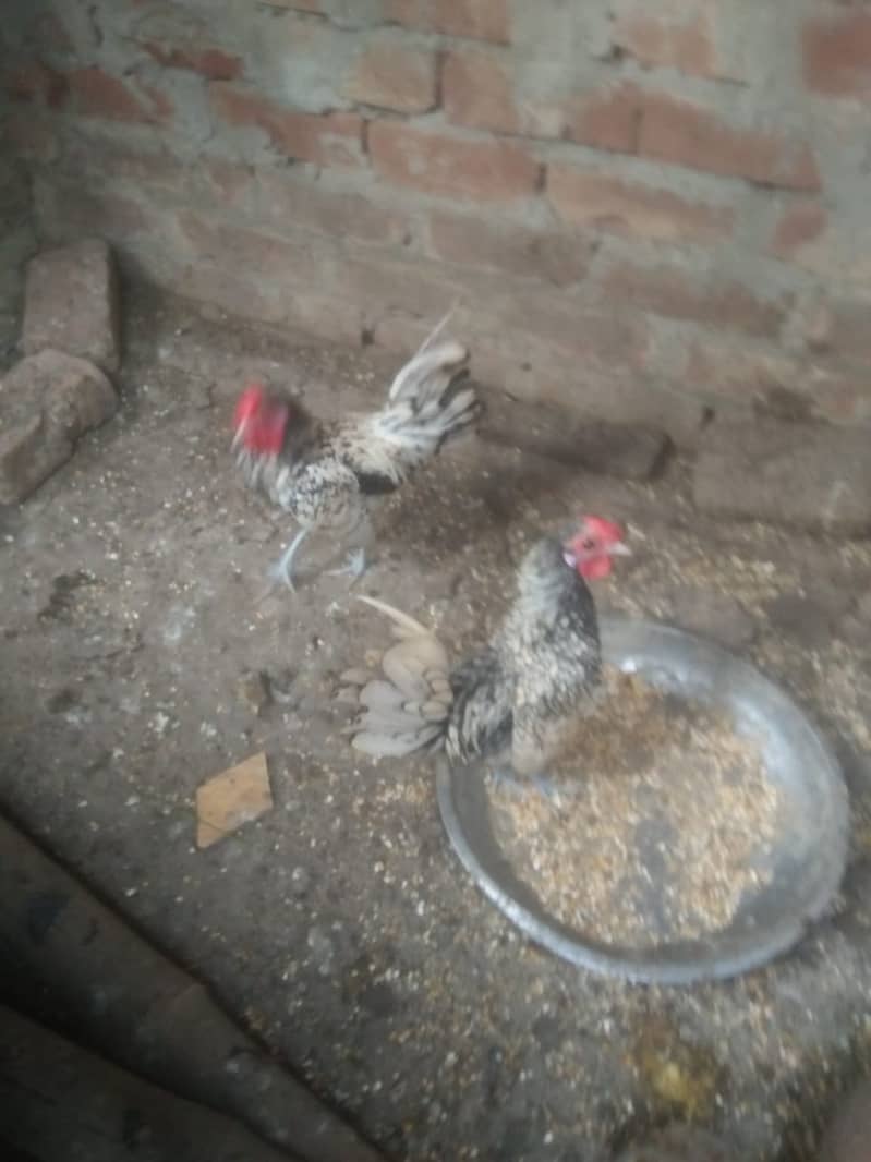 two silver sebright male for sale 3000 3