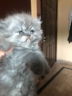 Tripple coated persian kitten