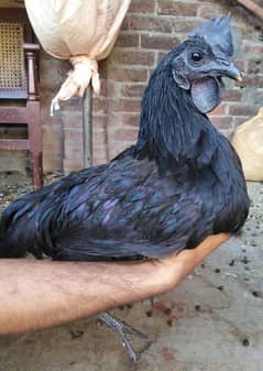 Ayam Cemani Pure Indonesian Breed 0