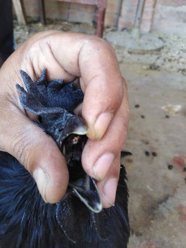 Ayam Cemani Pure Indonesian Breed 1