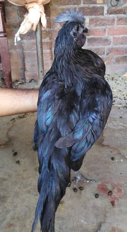 Ayam Cemani Pure Indonesian Breed 3