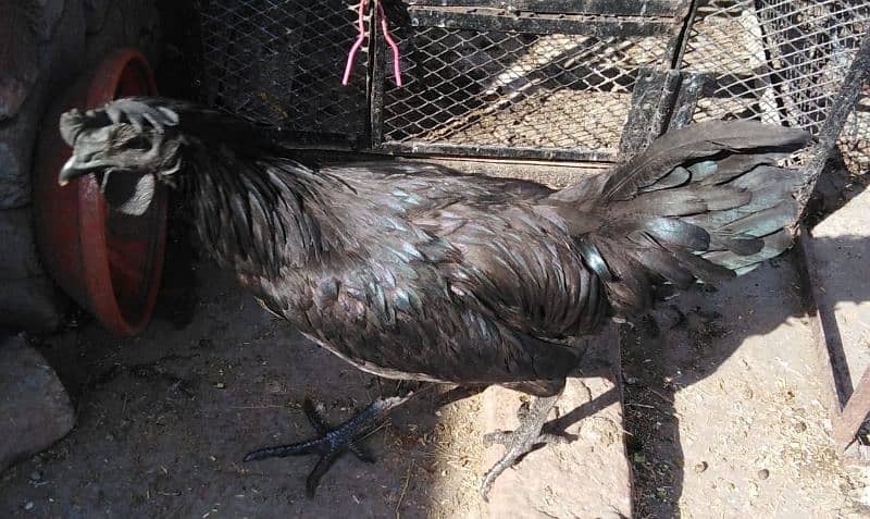 Ayam Cemani Pure Indonesian Breed 4