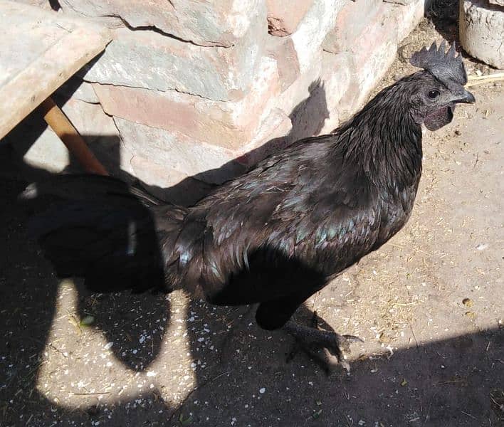 Ayam Cemani Pure Indonesian Breed 5